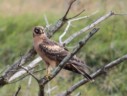 Pallid Harrier. Photo by Robbie Brookes.