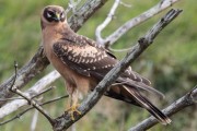 Pallid Harrier. Photo by Robbie Brookes. Pallid Harrier. Photo by Robbie Brookes.