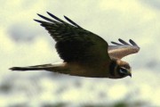 Pallid Harrier. Photo by Dougie Preston. Pallid Harrier. Photo by Dougie Preston.