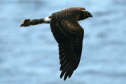 Pallid Harrier. Photo by Dougie Preston. Pallid Harrier. Photo by Dougie Preston.