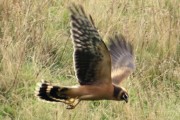 Pallid Harrier. Photo by Dougie Preston. Pallid Harrier. Photo by Dougie Preston.