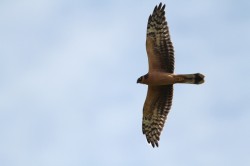 Pallid Harrier. Photo by Robbie Brookes.