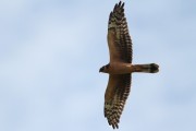 Pallid Harrier. Photo by Robbie Brookes. Pallid Harrier. Photo by Robbie Brookes.