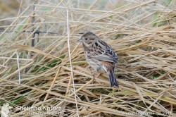 The 14th record for Shetland (but only the 5th away from Fair Isle) and 49th for Britain, and the first for nearly three years.