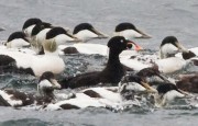 Surf Scoter. Photo by David Gifford. Surf Scoter. Photo by David Gifford.