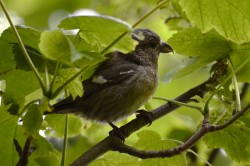 Female Two-barred Crossbill. Photo by Brydon Thomason.