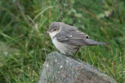 Barred Warbler. Photo by Jim Nicolson.