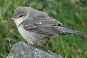 Barred Warbler. Photo by Jim Nicolson. Barred Warbler. Photo by Jim Nicolson.