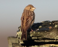 Black-headed Bunting. Photo by Robbie Brookes.