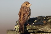 Black-headed Bunting. Photo by Robbie Brookes. Black-headed Bunting. Photo by Robbie Brookes.