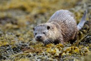 Otter. Photo by Brydon Thomason. Otter. Photo by Brydon Thomason.