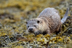 Otter. Photo by Brydon Thomason.