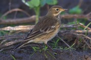Buff-bellied Pipit. Photo by Jim Wood.