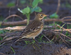 Buff-bellied Pipit. Photo by Jim Wood.