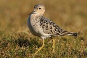 Buff-breasted Sandpiper. Photo by Jim Nicolson.