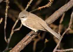 Eastern Lesser Whitethroat. Photo by Tony Davison.