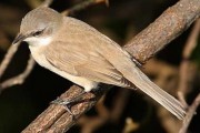Eastern Lesser Whitethroat. Photo by Tony Davison. Eastern Lesser Whitethroat. Photo by Tony Davison.