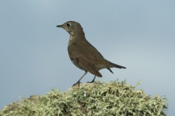 Grey-cheeked Thrush. Photo by Martin Garner.