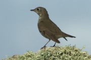 Grey-cheeked Thrush. Photo by Martin Garner. Grey-cheeked Thrush. Photo by Martin Garner.