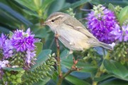 Hume's Warbler. Photo by David Gifford.