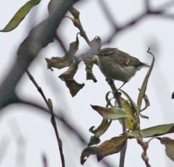 Hume's Warbler at Kergord. Photo by Roger Riddington.
