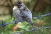 Icelandic Redpoll. Photo by Martin Garner. Icelandic Redpoll. Photo by Martin Garner.