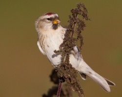 Icelandic Redpoll. Photo by Roger Wyatt.