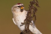 Icelandic Redpoll. Photo by Roger Wyatt. Icelandic Redpoll. Photo by Roger Wyatt.