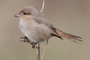 Isabelline Shrike. Photo by Michael McKee.
