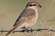 Isbelline Shrike. Photo by Jim Nicolson. Isbelline Shrike. Photo by Jim Nicolson.