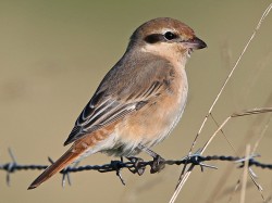 Isbelline Shrike. Photo by Jim Nicolson.