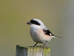 Lesser Grey Shirke. Photo by Jim Nicolson.