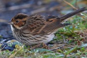 Little Bunting. Photo by Jim Woods. Little Bunting. Photo by Jim Woods.