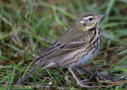 Olive-backed Pipit. Photo by Stef Mcelwee.