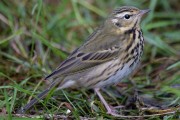 Olive-backed Pipit. Photo by Stef Mcelwee. Olive-backed Pipit. Photo by Stef Mcelwee.