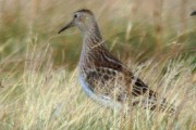 Pectoral Sandpiper. Photo by Martin Garner. Pectoral Sandpiper. Photo by Martin Garner.