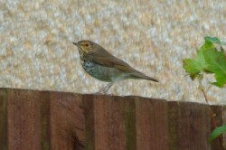 Swainsons Thrush. Photo by Martin Garner.