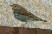 Swainsons Thrush. Photo by Martin Garner. Swainsons Thrush. Photo by Martin Garner.
