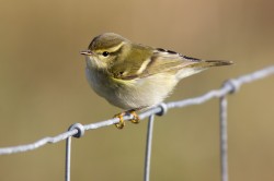 Yellow-browed Warbler. Photo by David Gifford.