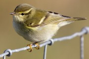 Yellow-browed Warbler. Photo by David Gifford. Yellow-browed Warbler. Photo by David Gifford.