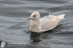 3rd winter Kumlien's Iceland Gull