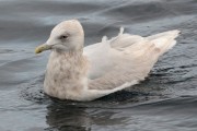 3rd winter Kumlien's Iceland Gull