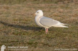 Adult Iceland Gull