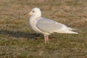 Adult Iceland Gull