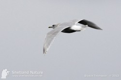 Kumlien's Iceland Gull in flight