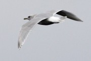 Kumlien's Iceland Gull in flight