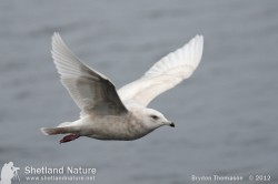 2nd winter Iceland Gull in flight