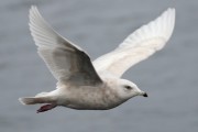 2nd winter Iceland Gull in flight