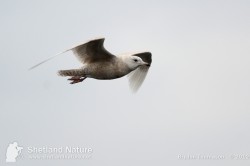 1st winter Iceland Gull in flight