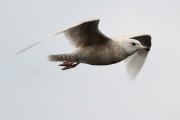 1st winter Iceland Gull in flight